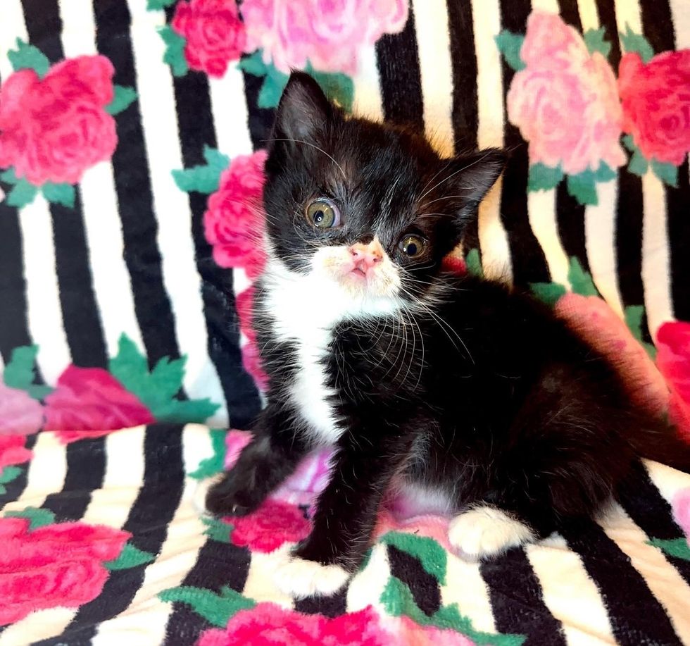 sweet tuxedo kitten goji