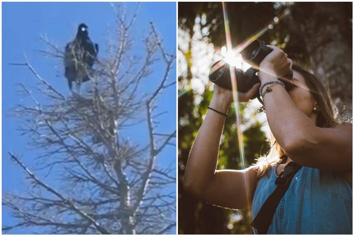 birds, crows, talking birds