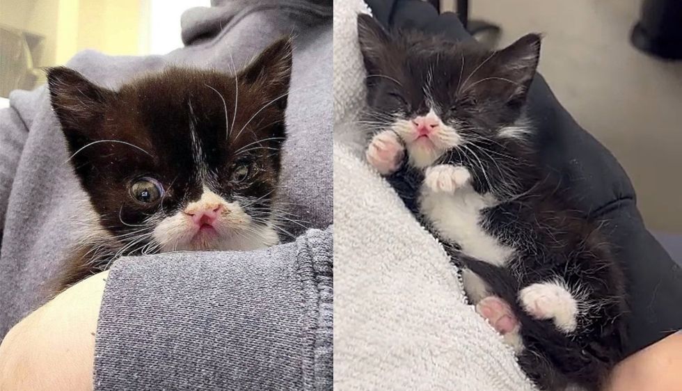 Kitten Shows Everyone She's Perfect and Wants to be Held All Day When She Arrives at an Animal Rescue