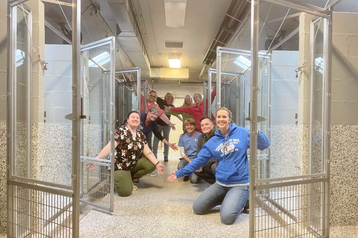 animal shelters near me, rescue dog, spca