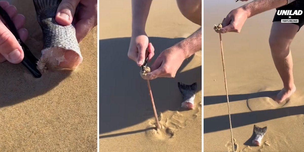 Australian giant beach worms are the stuff of nightmares - Upworthy