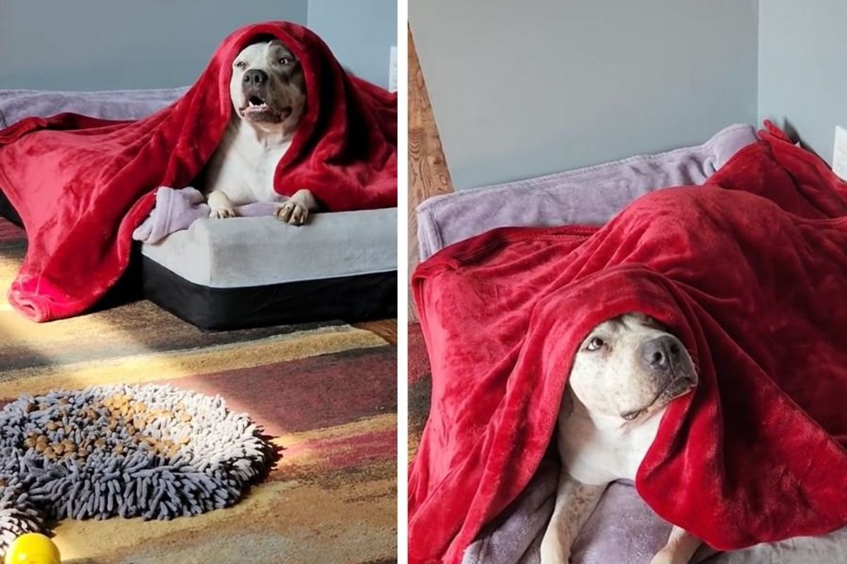 dog throws tantrum; Linda grandma's house; Linda goes to grandma's; funny dog videos; viral dog videos