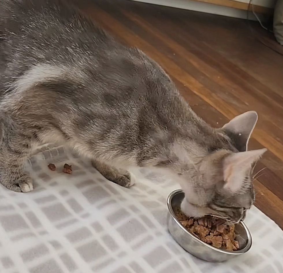cat scarfing food hungry
