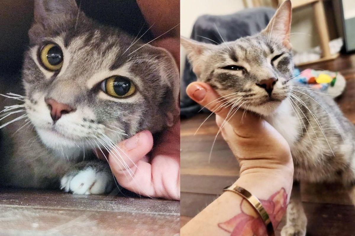 Cat 'Imprints' on the People who Took Her in on Her First Night After Being Left Behind with Kittens
