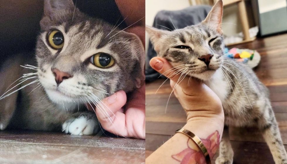Cat 'Imprints' on the People who Took Her in on Her First Night After Being Left Behind with Kittens