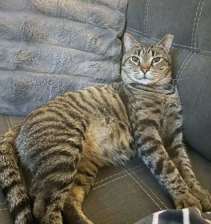 happy tabby cat couch