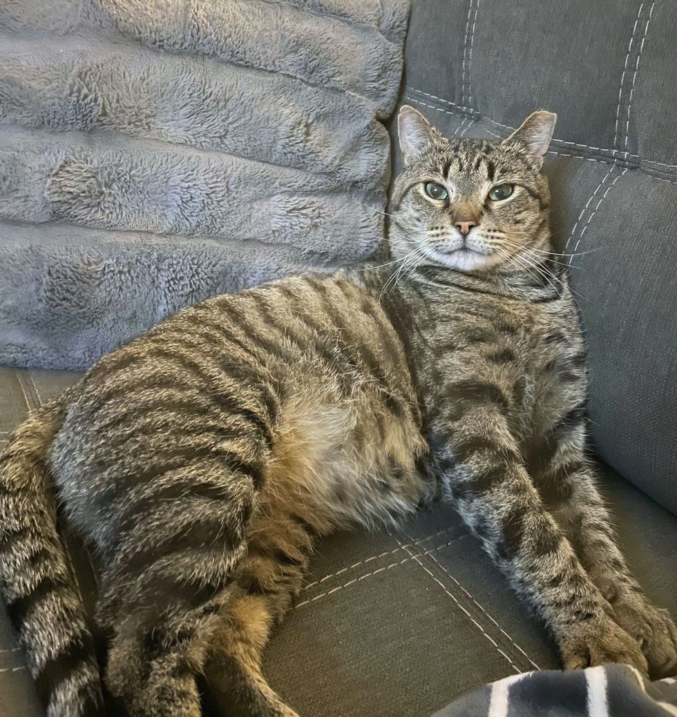 happy tabby cat couch