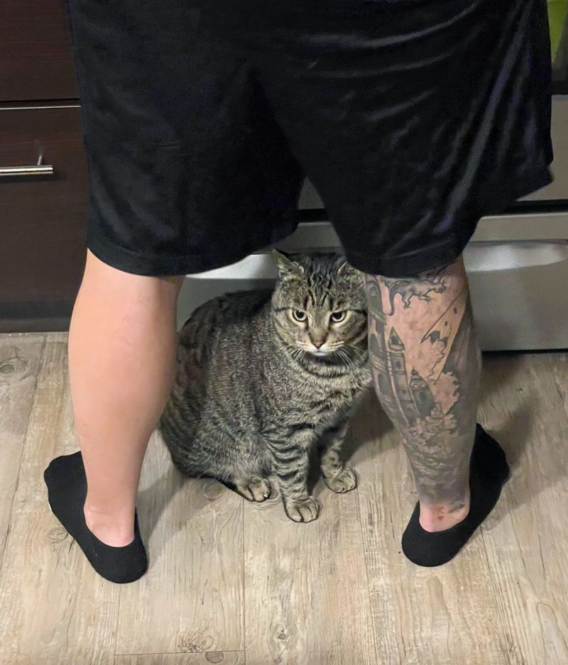 cat bodyguard kitchen