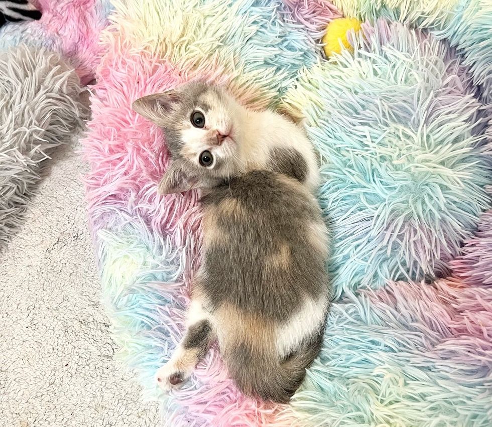 dilute calico kitten