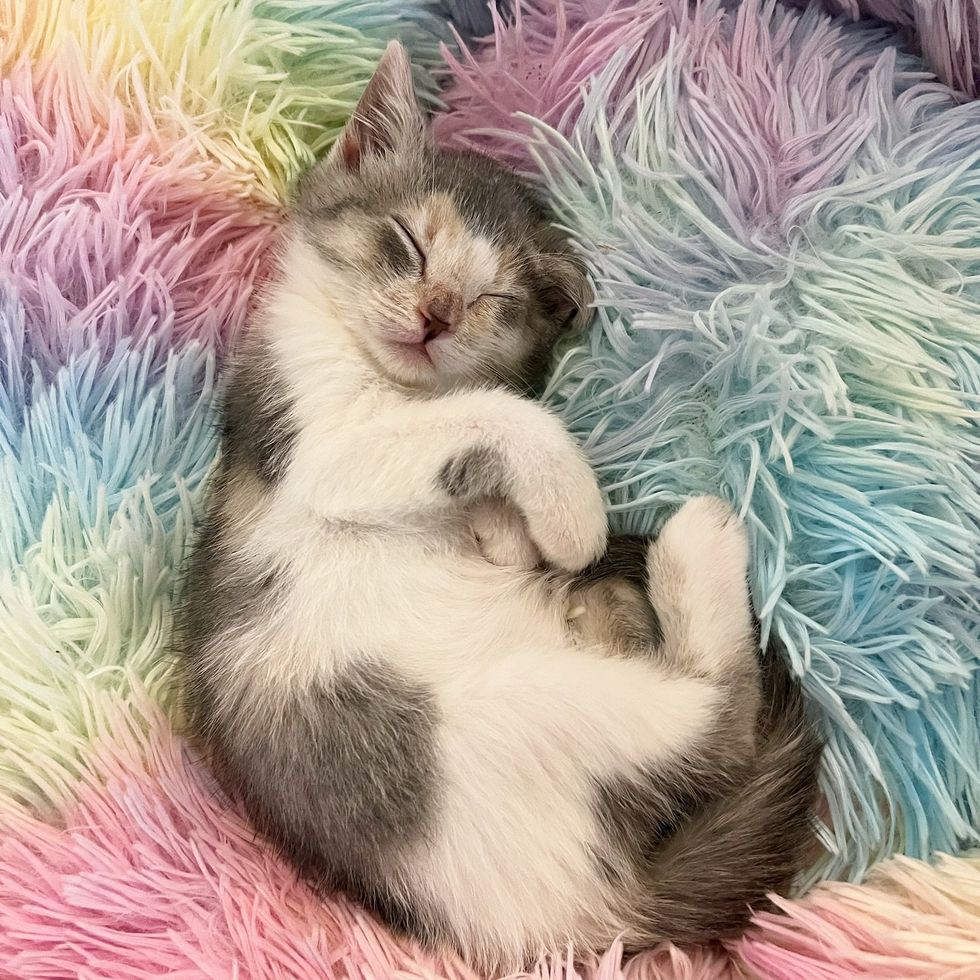 sleeping dilute calico kitten