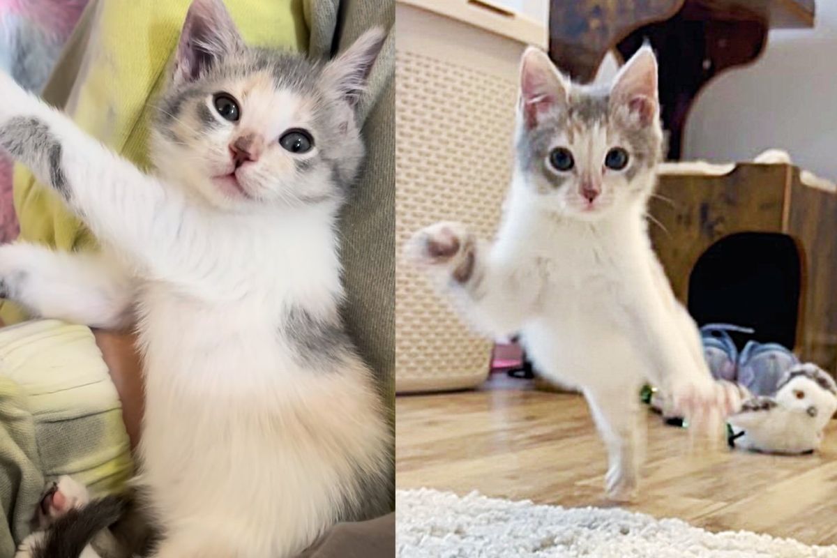 Wobbly Kitten Walks Around with Joy After Leaving Animal Shelter, Within Days She Turns into Little Dynamo