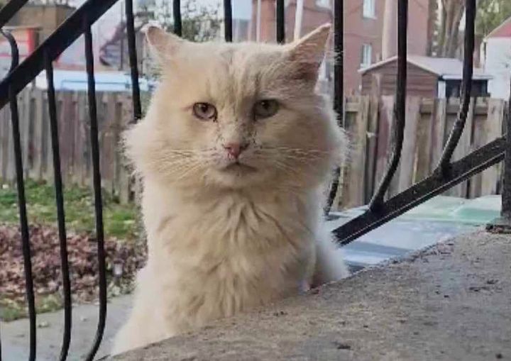 stray cat porch