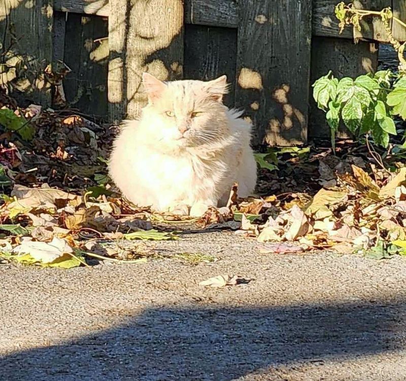 stray cat yard