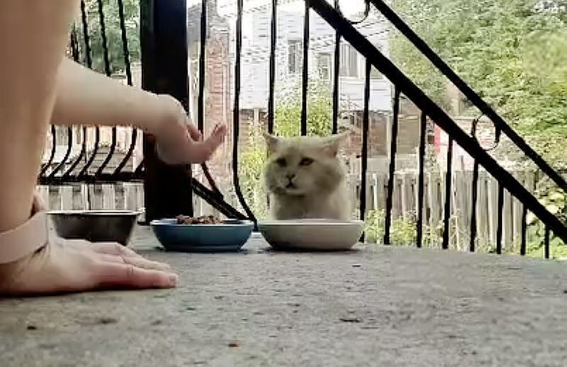 stray cat food