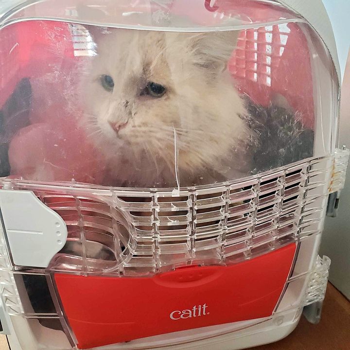 stray cat in carrier