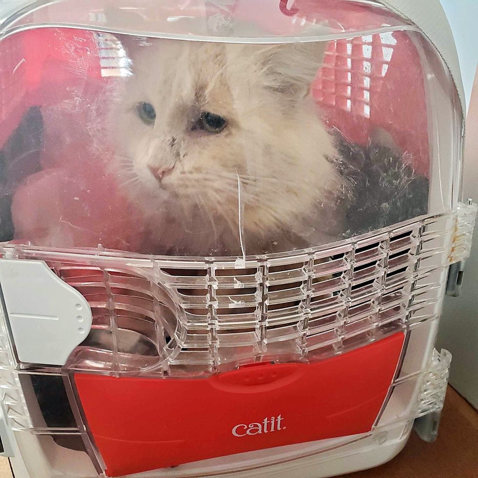 stray cat in carrier