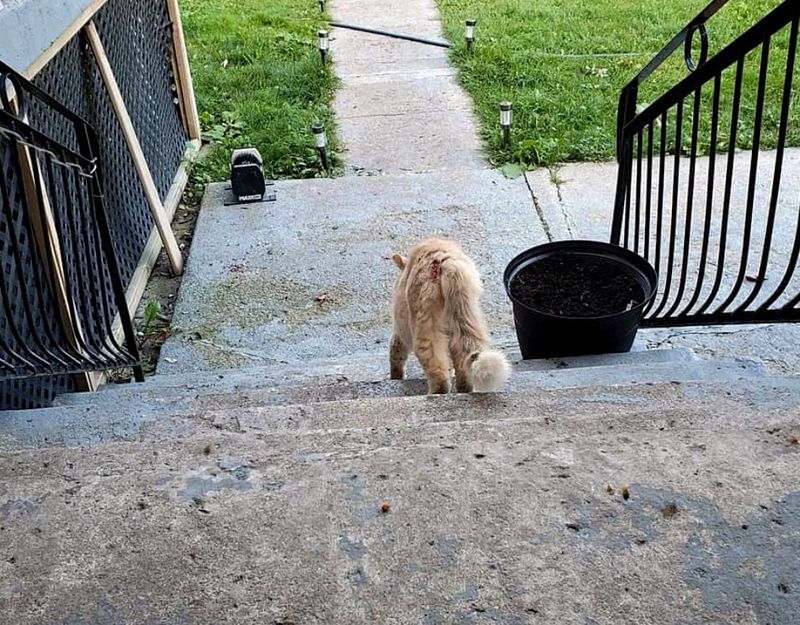 stray cat jasper