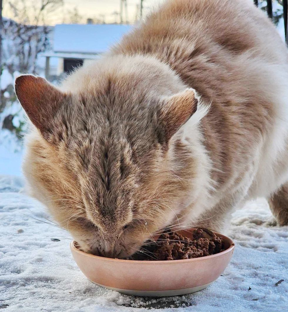 stray cat winter feeding