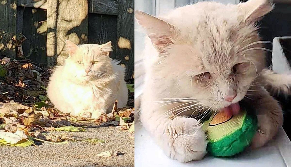 Couple Finds Lonely Cat in Neighborhood, After Trying to Gain Trust for Months, the Cat is Ready for Change