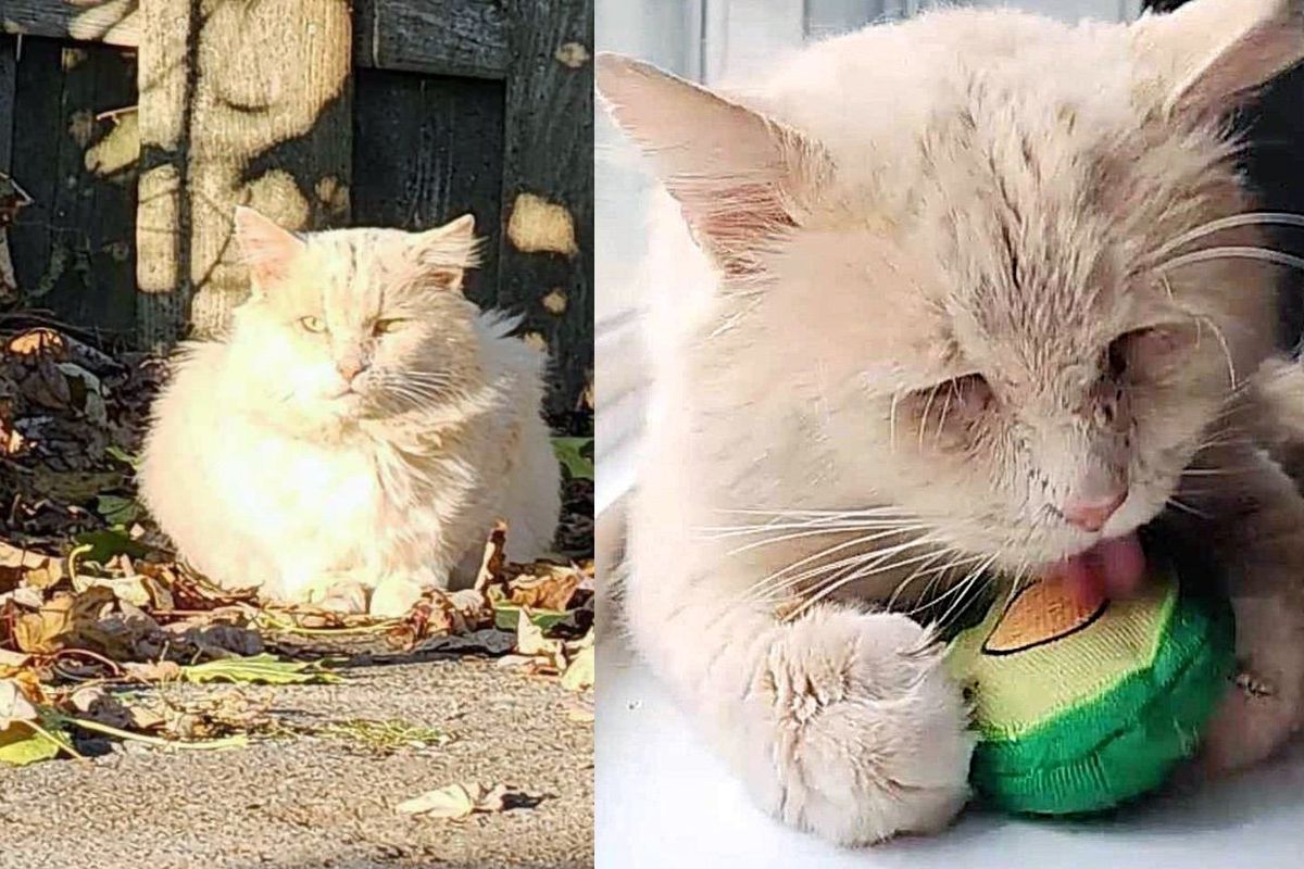 Couple Finds Lonely Cat in Neighborhood, After Trying to Gain Trust for Months, the Cat is Ready for Change