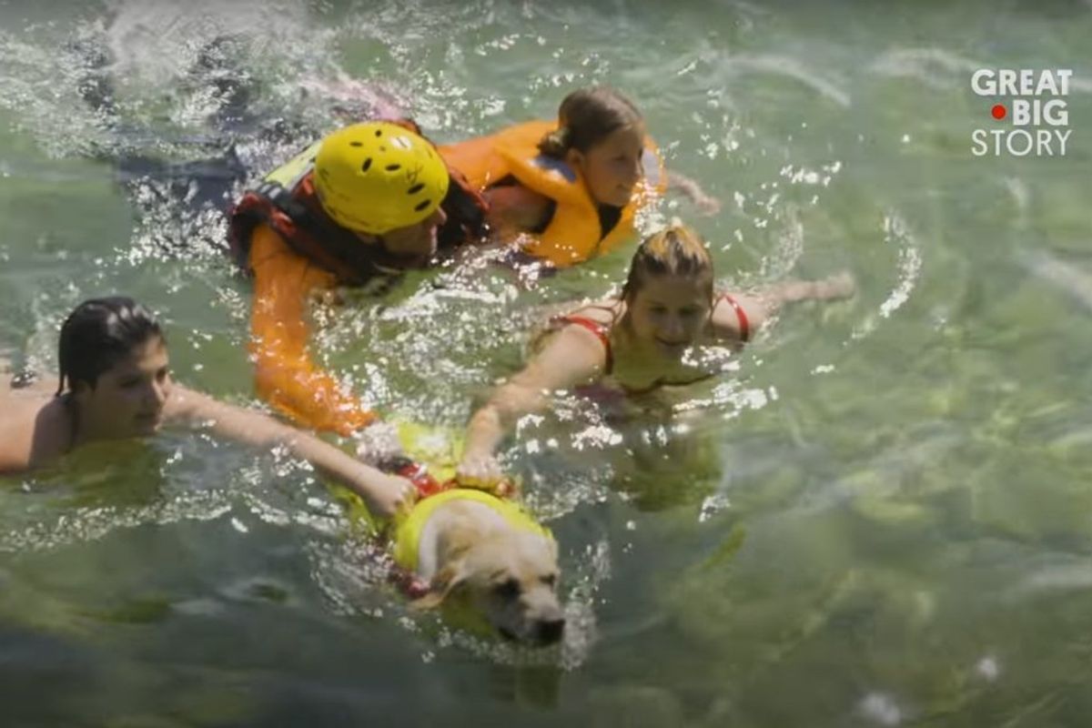 dog pulling people to shore in the water