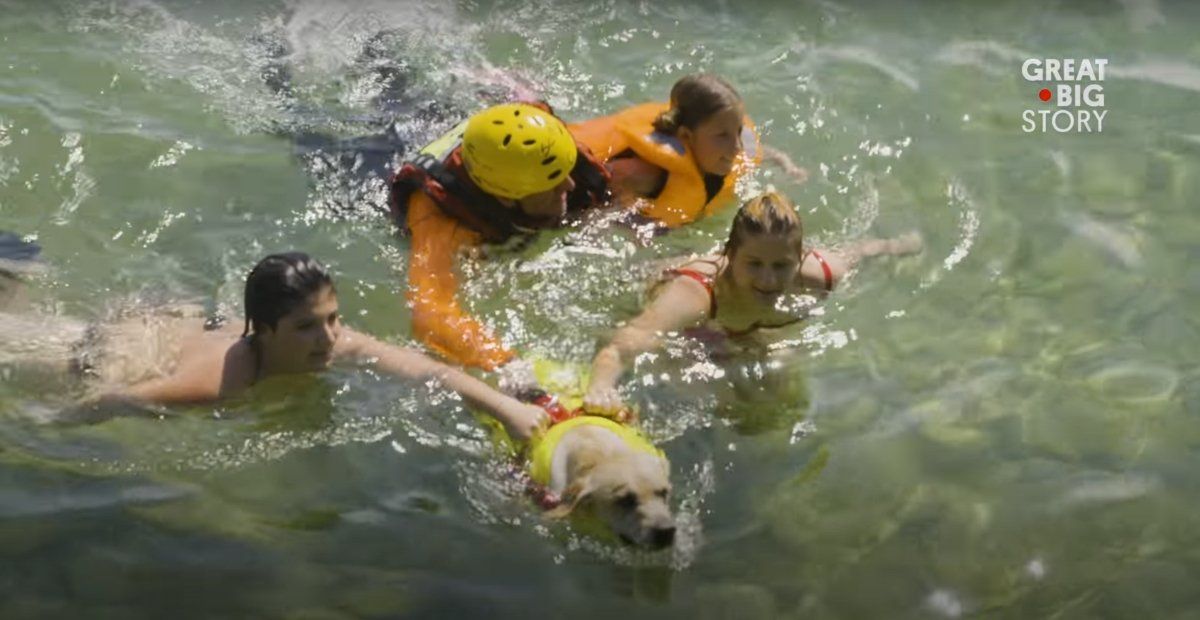 dog pulling people to shore in the water