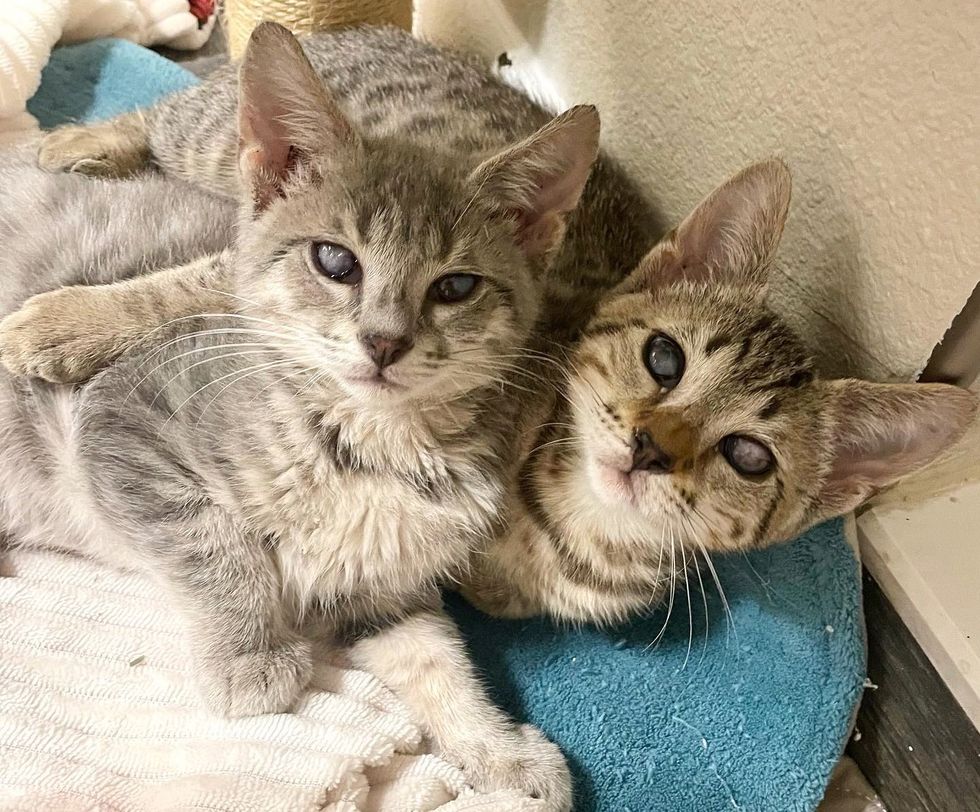 blind tabby kittens bonded