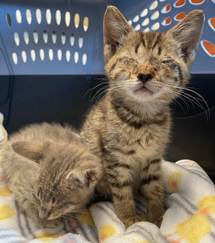 blind kittens tabbies rescue