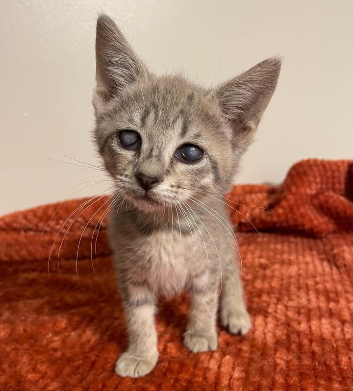 sweet blind kitten