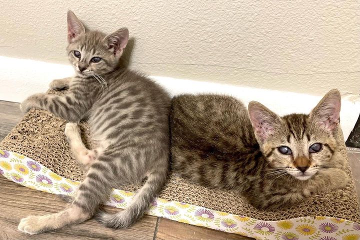 sweet tabby kittens blind