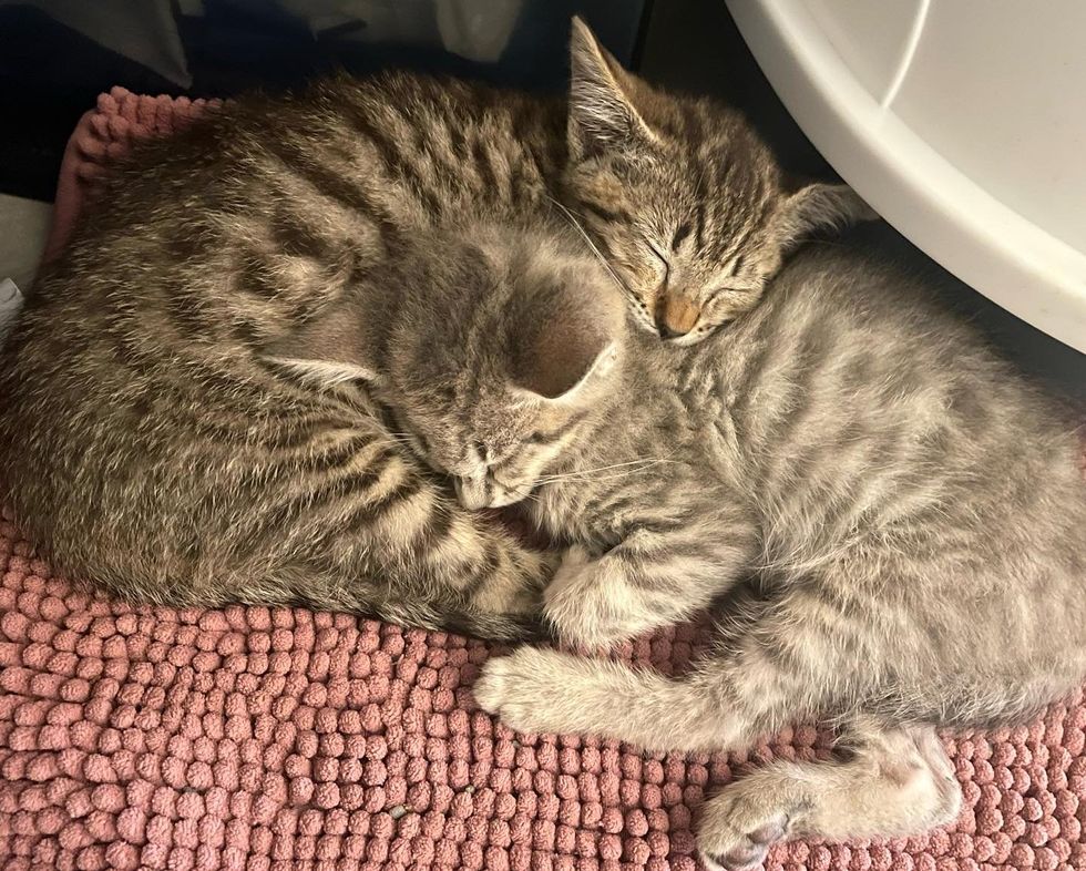 tabby kittens cuddling