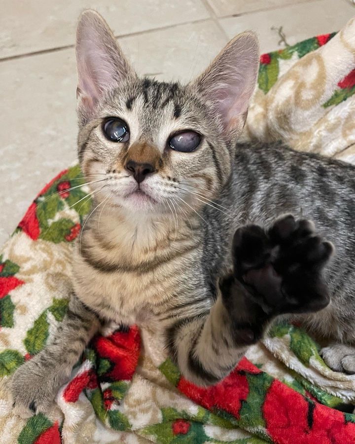 sweet blind kitten paw