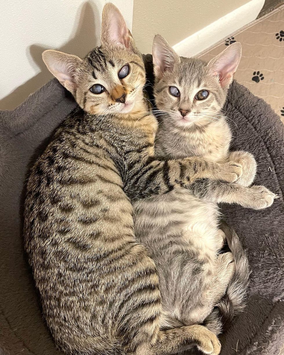 sweet blind kittens cuddling