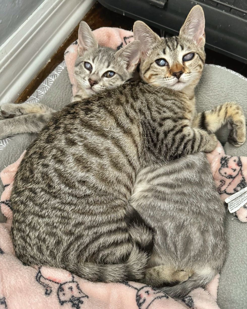 tabby blind kittens cuddles