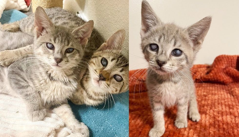 Kittens Show Remarkable Strength and Rely on Each Other Deeply as They Navigate the World Together