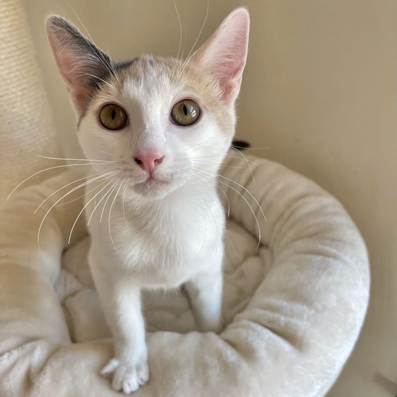 happy calico cat bed