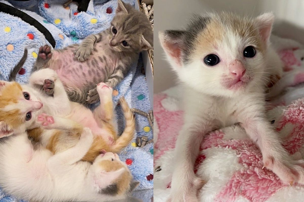 Three Kittens Made it Through Storm, After Nearly One Year of Waiting, They Received the Best News Together