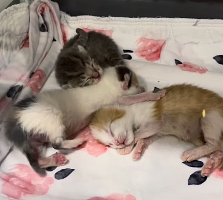 newborn orphan kittens