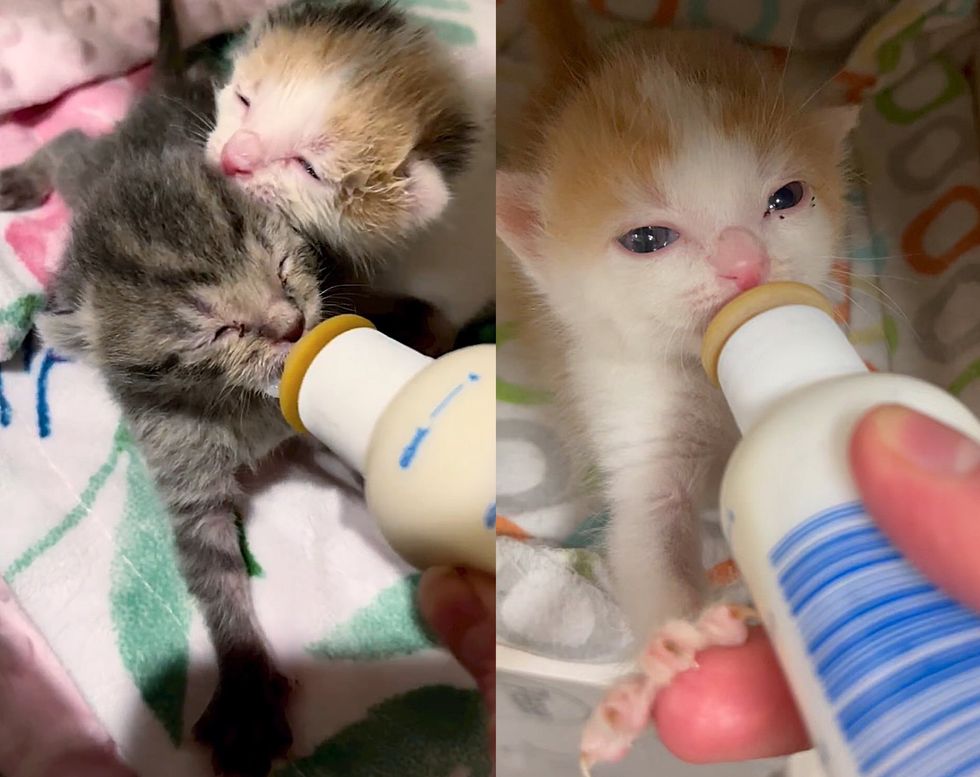 kittens bottle feeding
