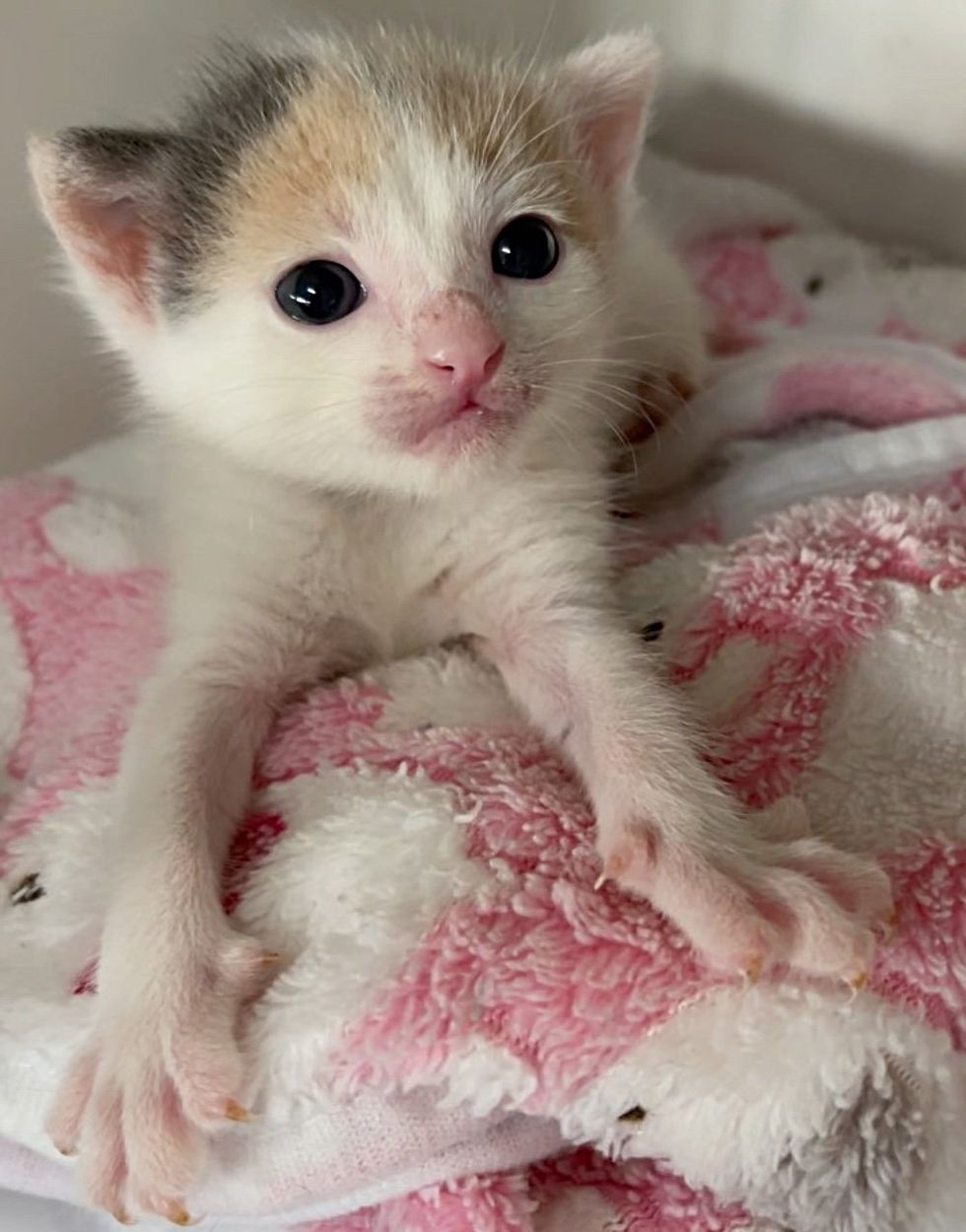 calico kitten sweet