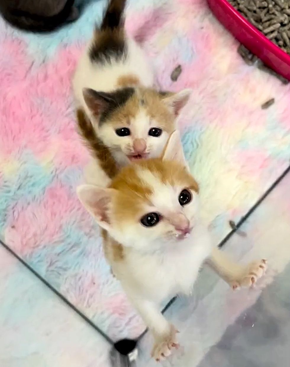 talkative calico ginger kittens