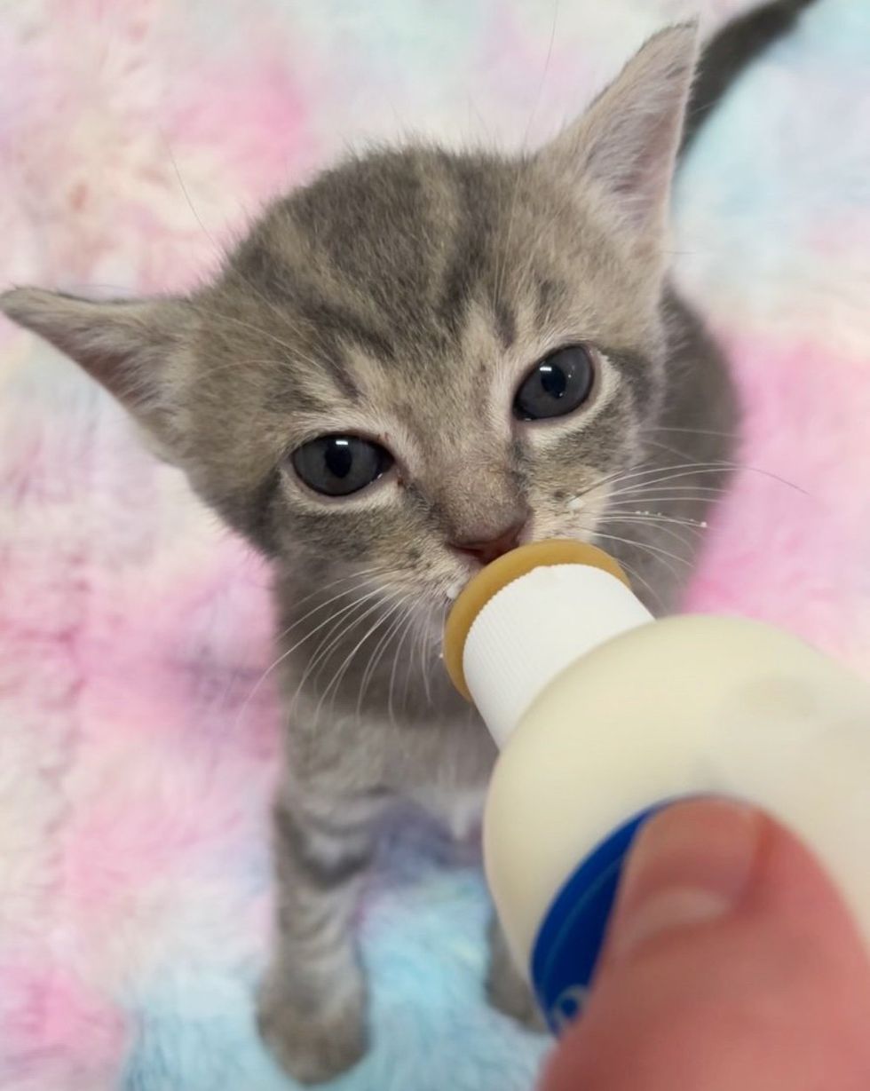 gray kitten bottle feeding