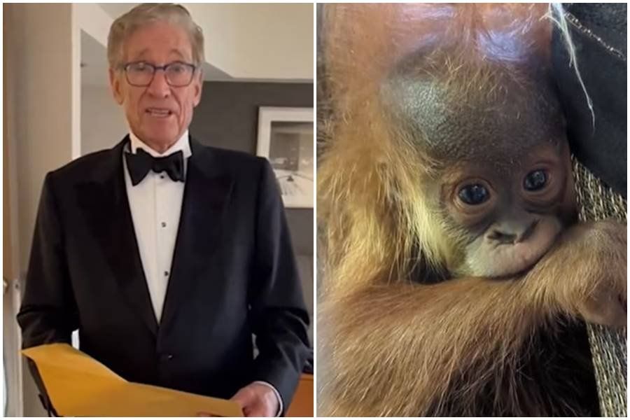 maoury povic, dna tests, denver zoo