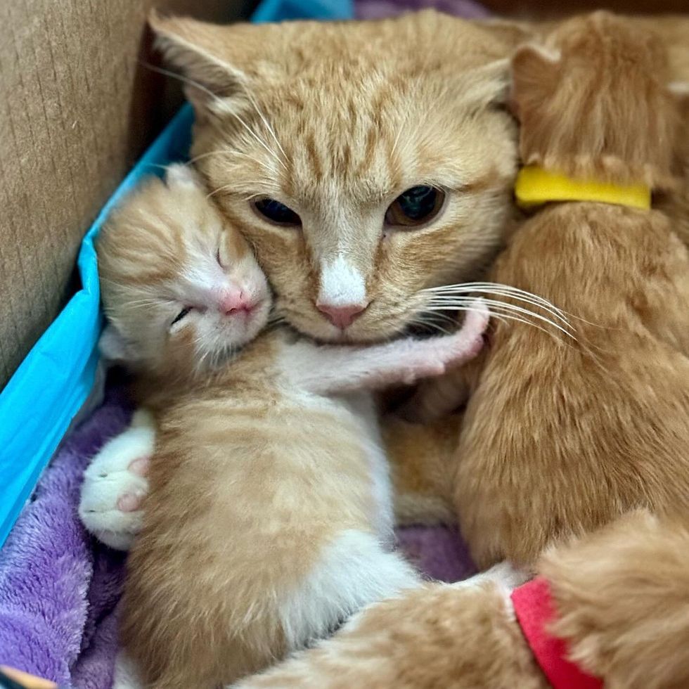 cat mom hugs kittens