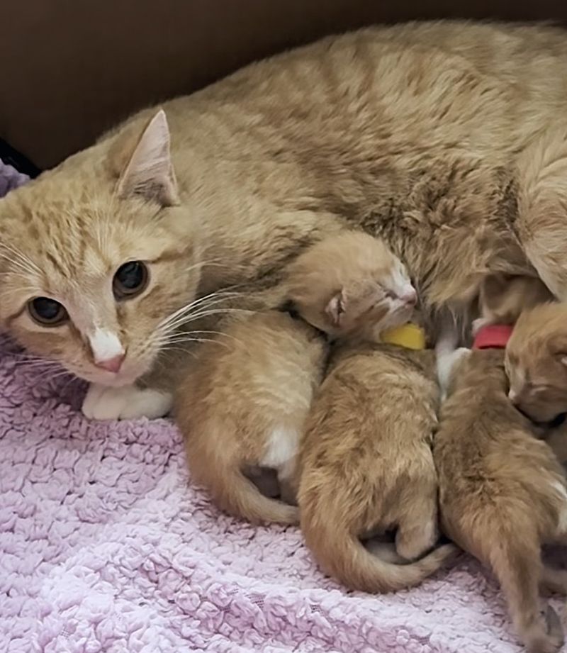 cat mom nursing kittens