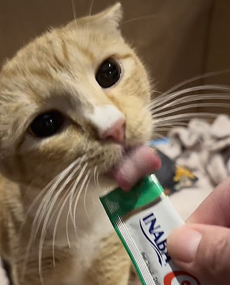 cat eating treats