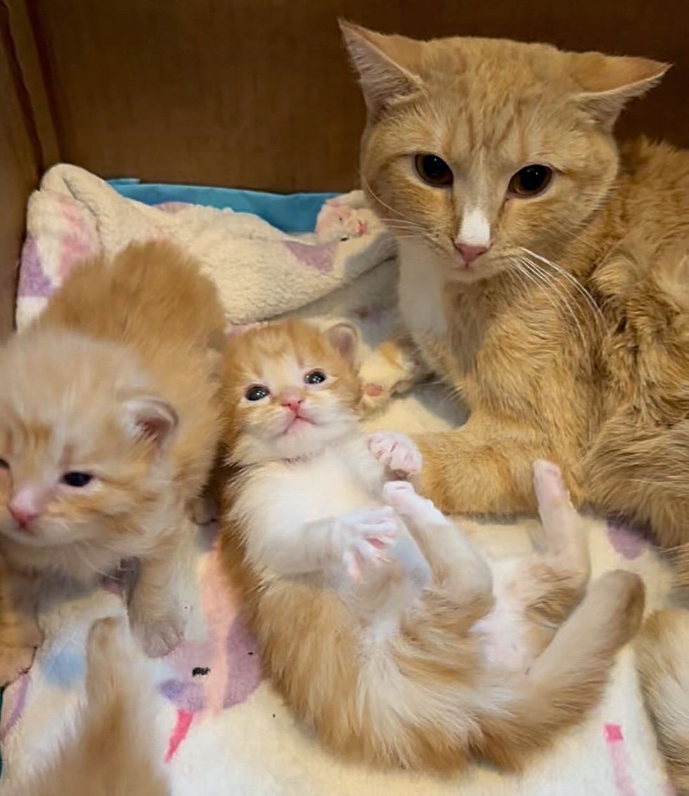 sweet cat mom ginger kittens