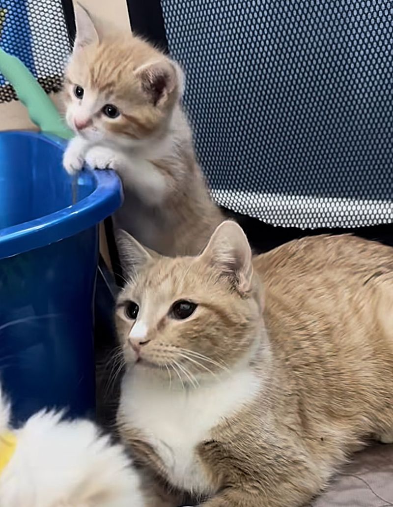 cat mom kitten ginger