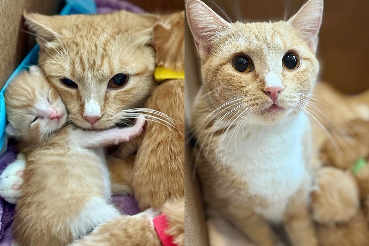 Cat No One Could Handle Changes So Much After 8 Weeks with Kind Person Who Helps Her Kittens
