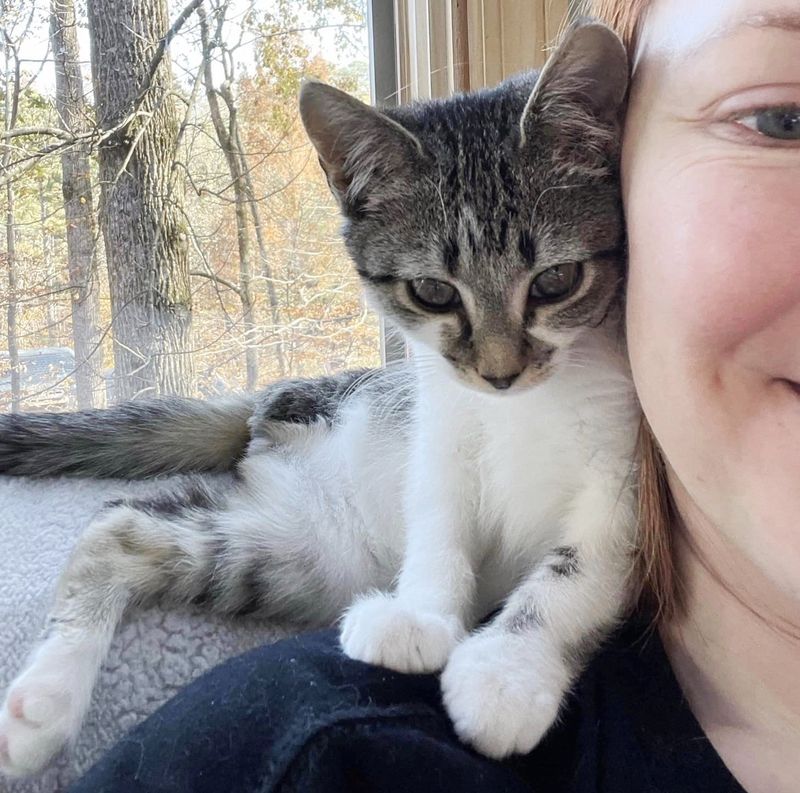 tripod kitten shoulder cat